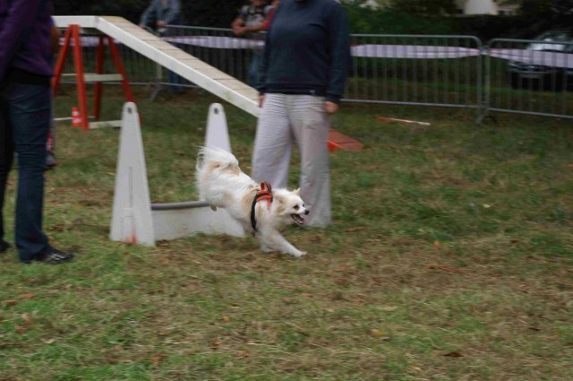 foire-haricots 2011-09-17et18